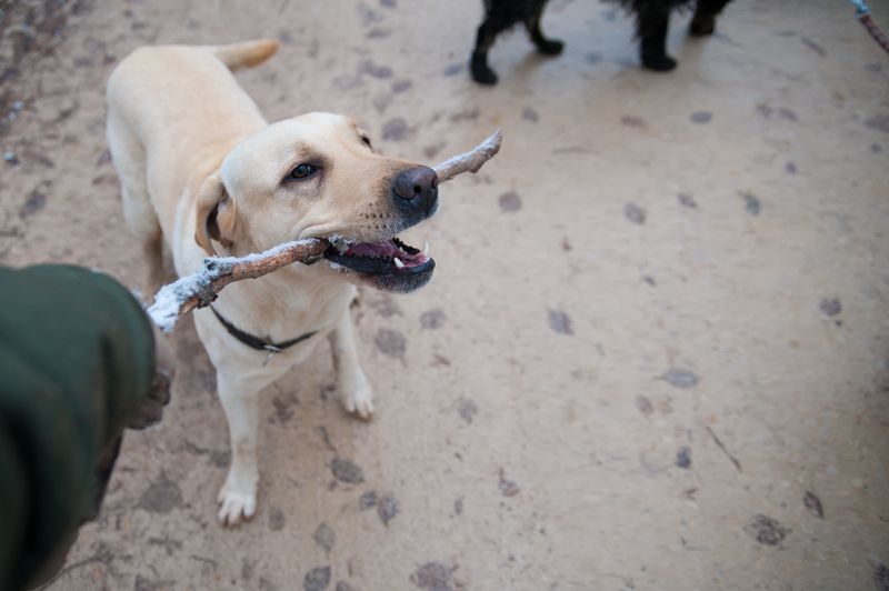 WP Booking Calendar: Professional Pet Training Scheduling