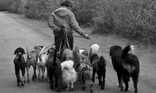 Best wp booking calendar plugin for dog walker businesses