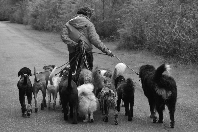 Best wp booking calendar plugin for dog walker businesses