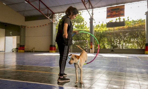 WordPress Plugin for Automated Pet Training Session Bookings