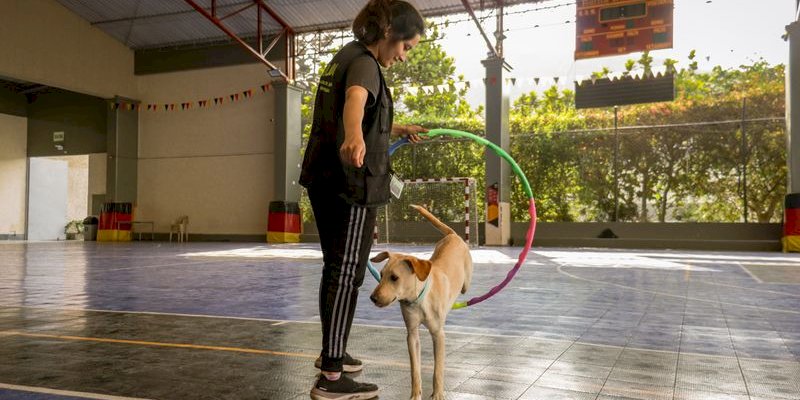 Automate Dog Training Lessons with Our Booking WordPress Plugin