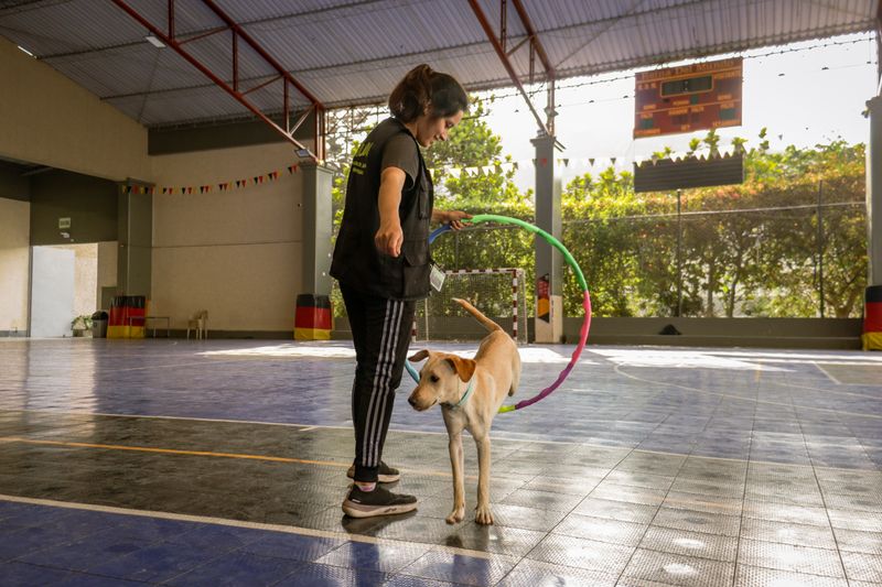 WordPress Plugin for Automated Pet Training Session Bookings