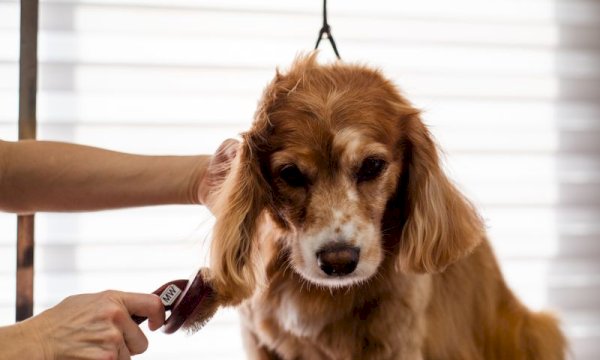 Simple Pet Grooming WordPress Plugin for Small Business Owners