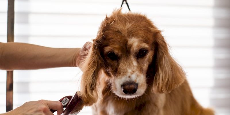 Simple Pet Grooming WordPress Plugin for Small Business Owners