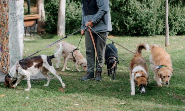 Essential Dog Walker Booking WordPress Plugin for Efficient Scheduling