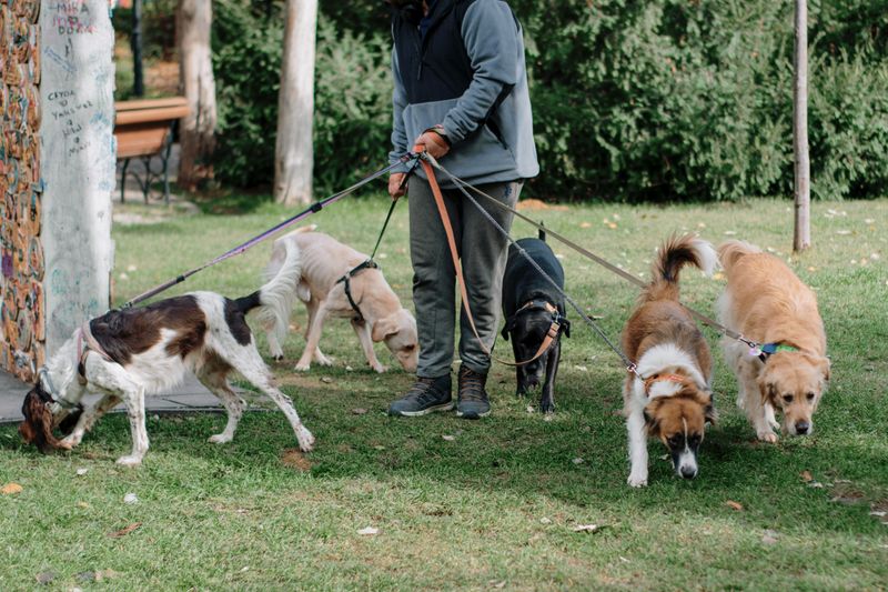 Secure Dog Walker Booking System for Daily Appointments