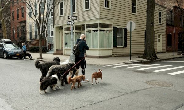 Select a WP Appointment Booking Plugin for Dog Walkers