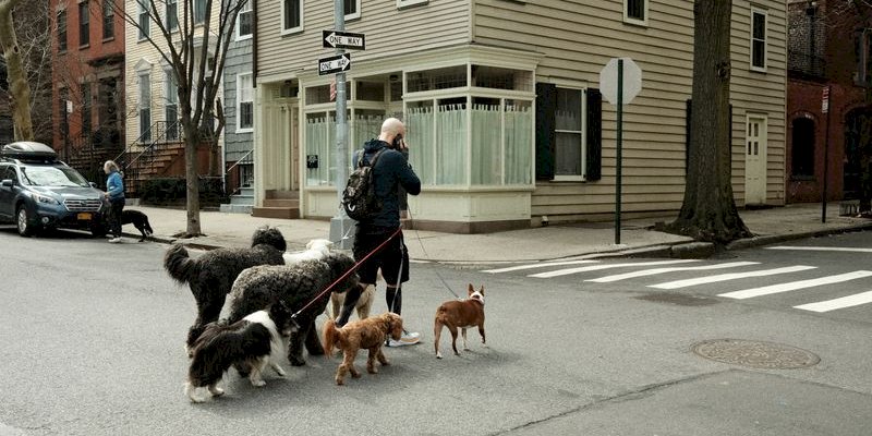 Select a WP Appointment Booking Plugin for Dog Walkers