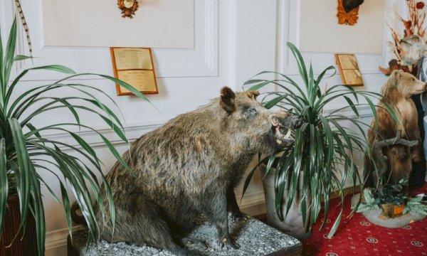 WP Booking Calendar for Taxidermists: Client Scheduling Guide
