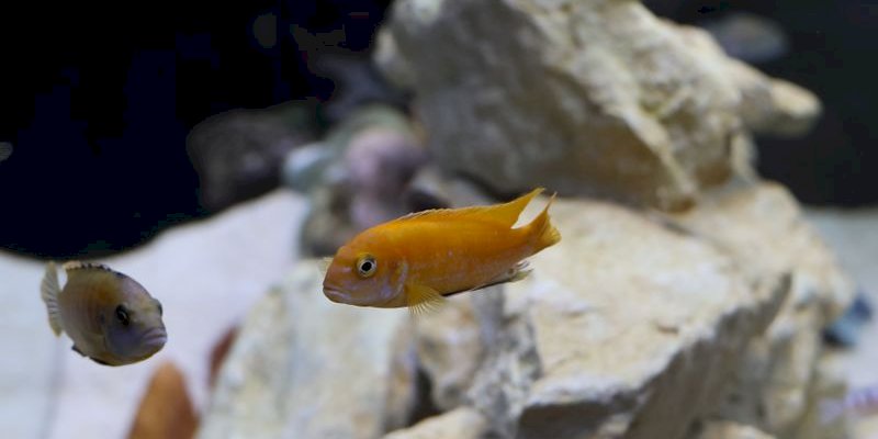 Manage aquatic exhibit visits with this wp booking plugin.
