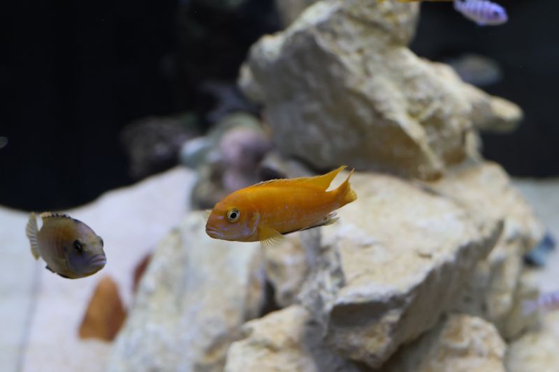 Manage aquatic exhibit visits with this wp booking plugin.