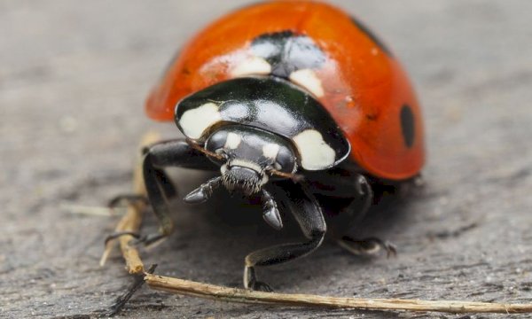 Top-Rated Pest Control Booking System to Increase Service Appointments