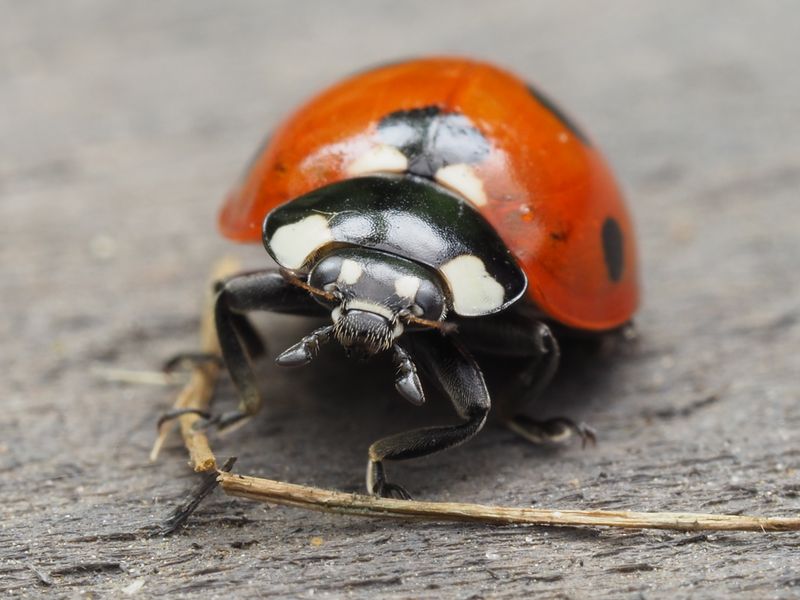 Top-Rated Pest Control Booking System to Increase Service Appointments