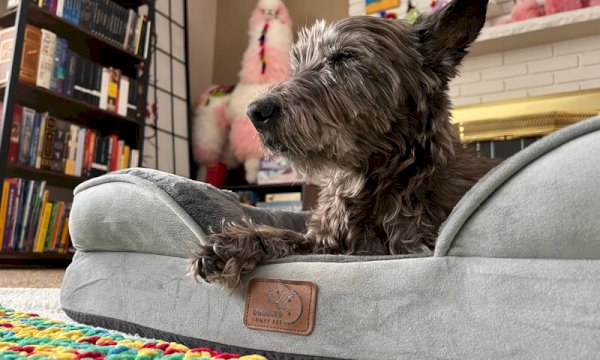 Manage Pet Boarding with a wp Booking Calendar