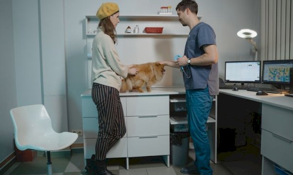 Essential Veterinary Appointment Booking Features for WordPress