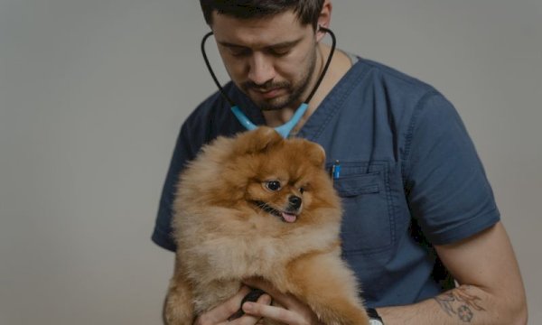 The Ultimate Guide to Veterinary Appointment Booking on WordPress