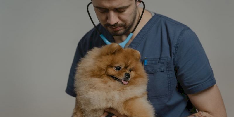 Essential Features for Your Veterinary Appointment Booking WordPress Plugin
