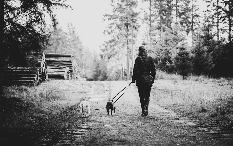 Set Up Your Dog Walker Booking System in Minutes