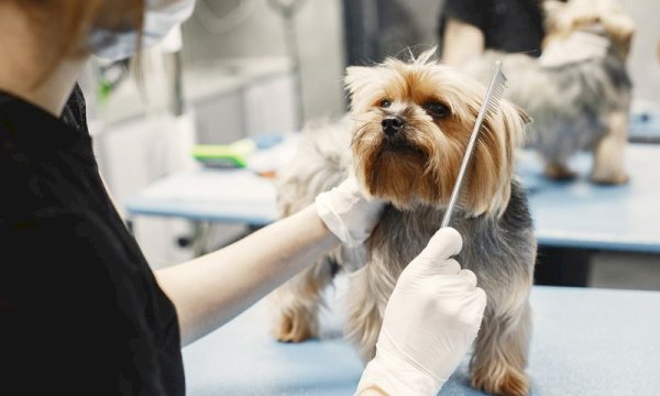 Affordable Pet Grooming Booking WordPress Plugin Options