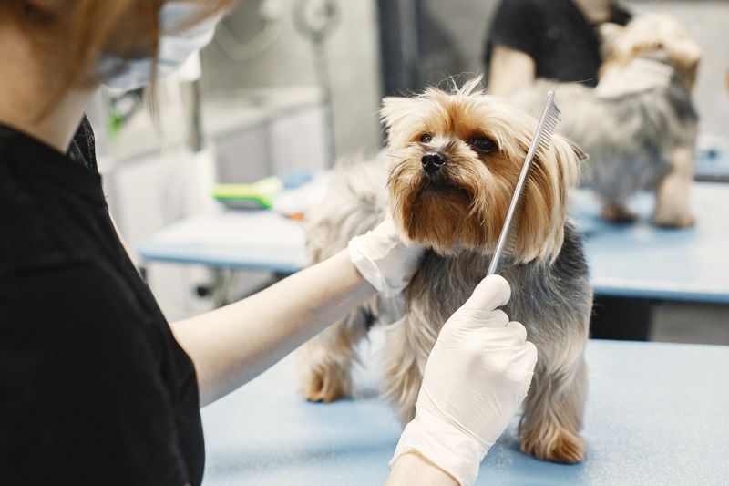 Quick Install Pet Grooming Booking WordPress Plugin Guide