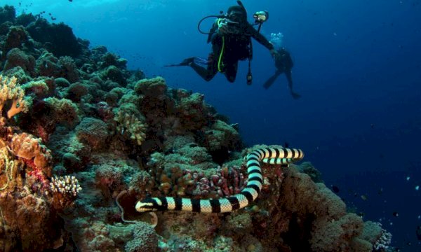 WP Plugin for Scuba Diving Appointment Scheduling