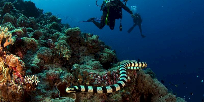 WP Plugin for Scuba Diving Appointment Scheduling